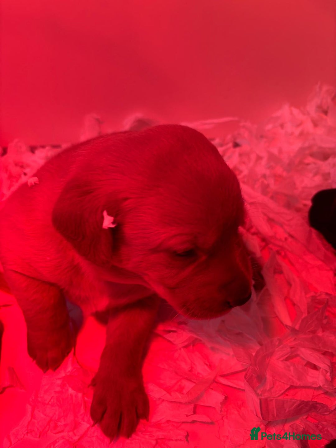 Labrador Retriever dogs for sale: Labrador puppies  - Advert 3