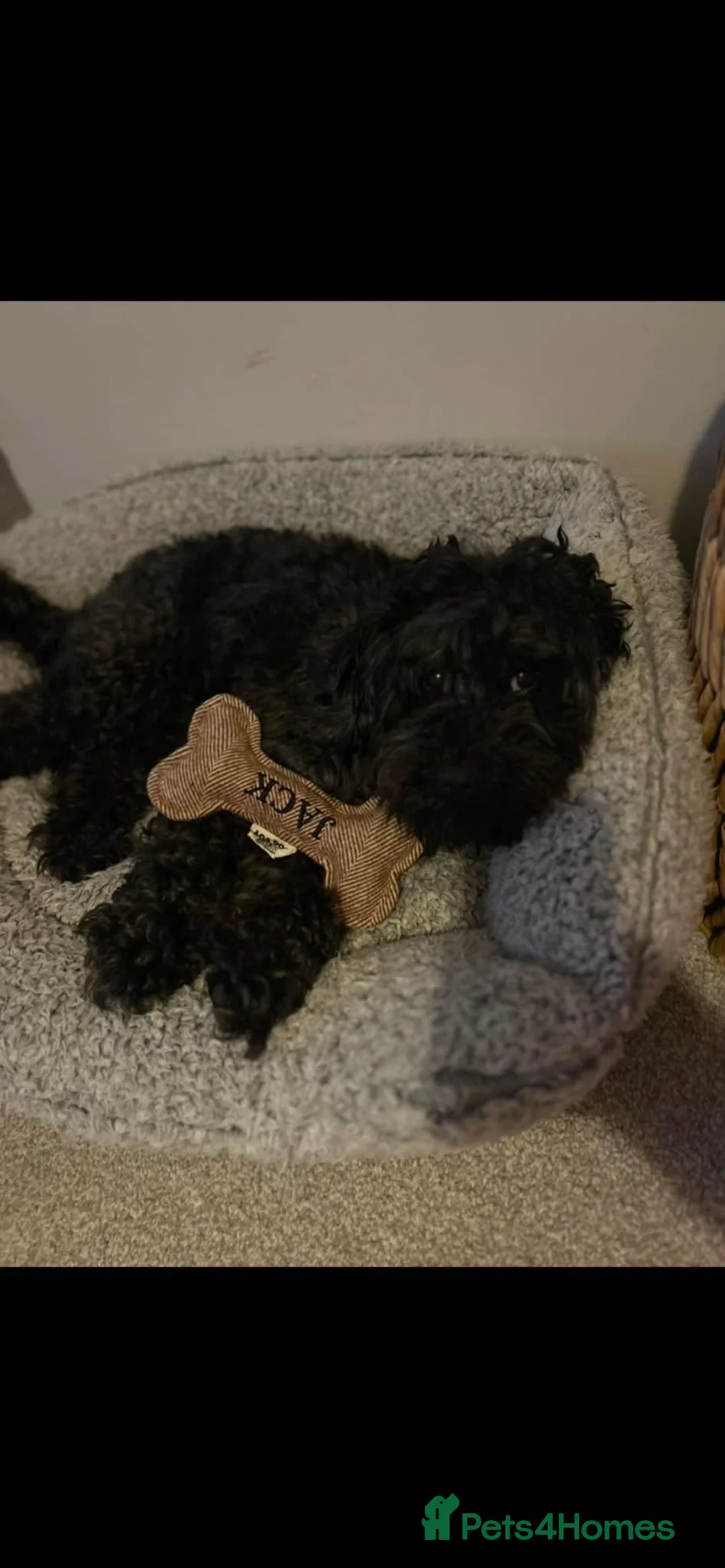 Cockapoo dogs for sale: Mini black cockapoo - Advert 1