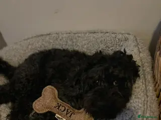 Cockapoo dogs Mini black cockapoo - Advert 9