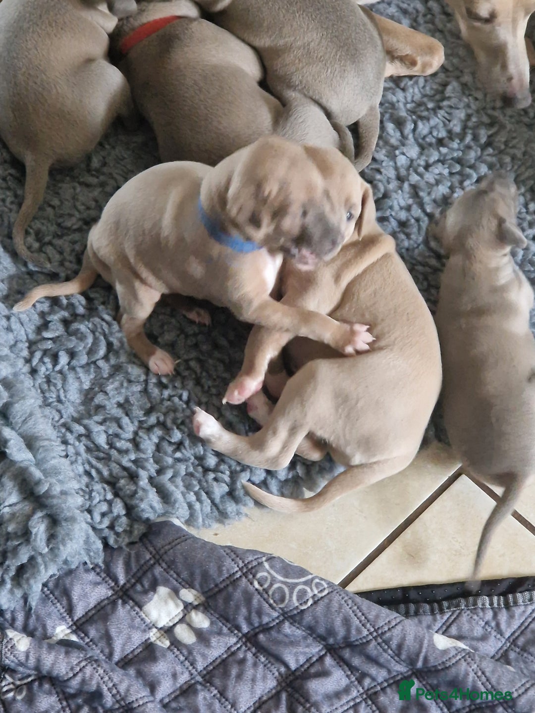 Mixed Breed dogs for sale: Beautiful Wiggy Litter 3/4 Italian Greynound - Advert 4
