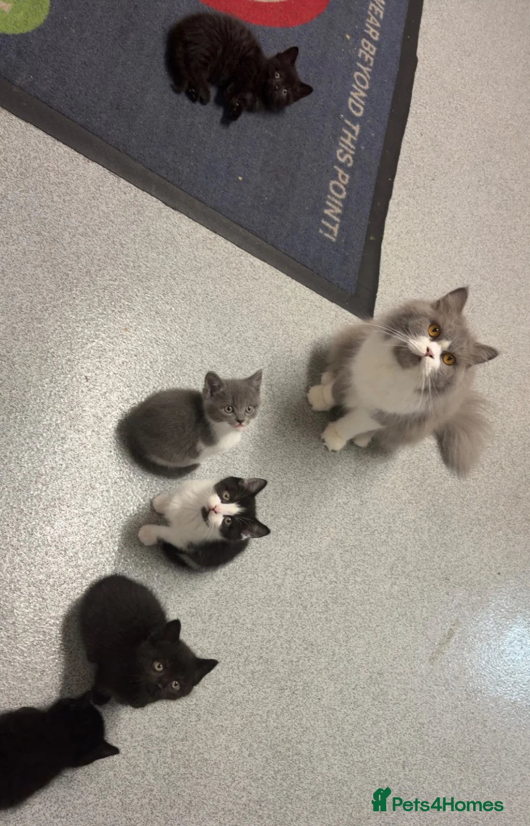 British Longhair cats for sale: 3 beautiful kittens left!!!!  - Advert 2