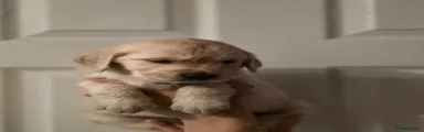 Golden Retriever 4