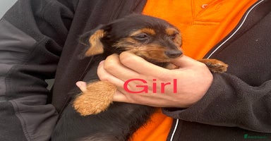 Mixed Breed dogs - Advert 3