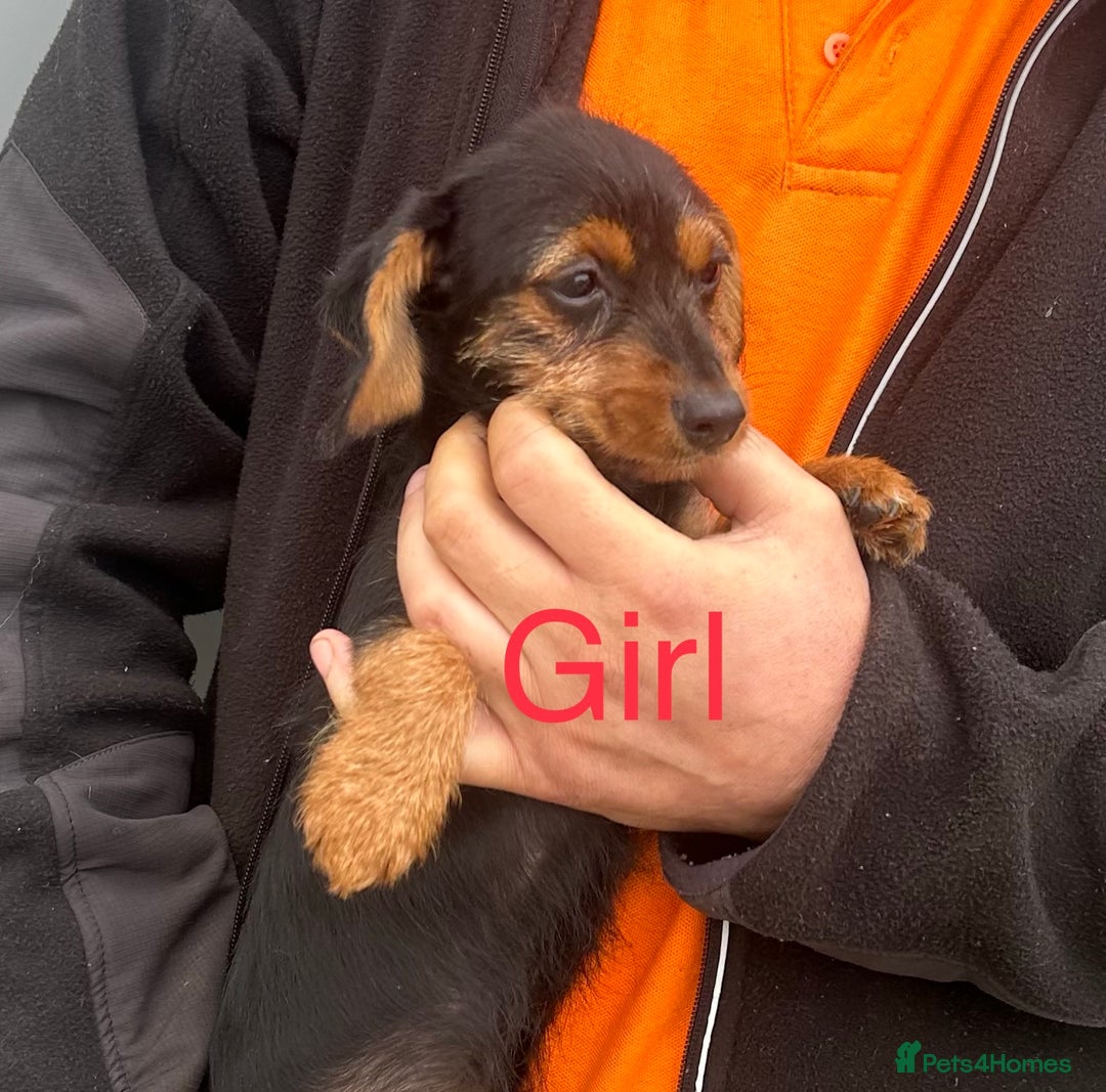 Mixed Breed dogs for sale: Dachshund x jack Russell’s  - Image 3