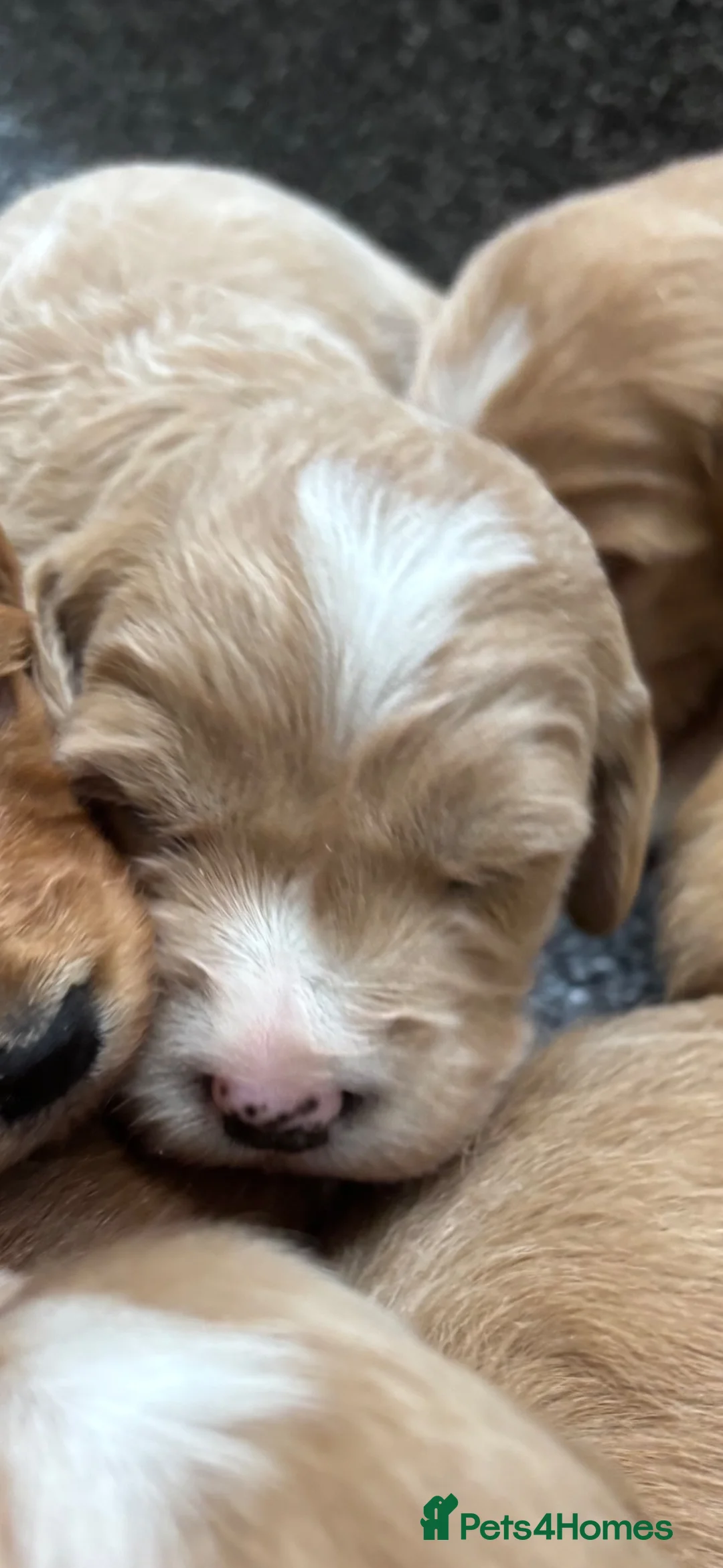 Mini Goldendoodle dogs for sale: F1 miniature Goldendoodle puppies. - Advert 16