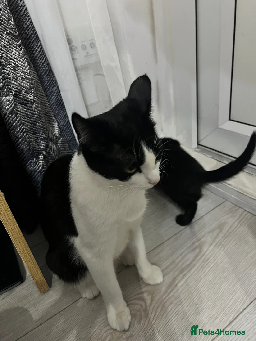 Mixed Breed cats for sale: 1 lovely cat and her kitten - Advert 2