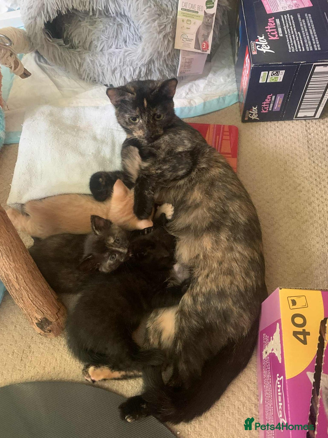 British Shorthair cats for sale: Cute playful smart kittens ready for new homes - Image 26