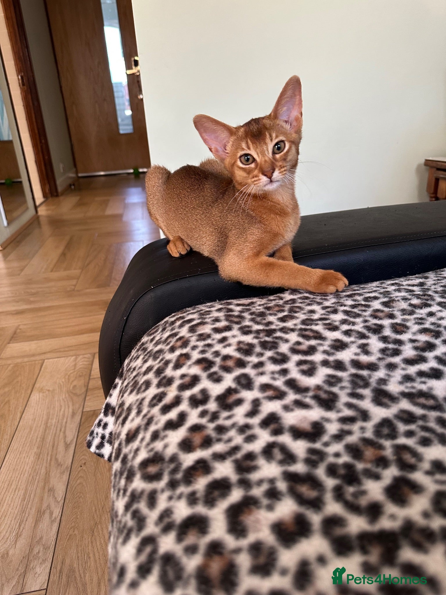 Abyssinian cats Abyssinian kittens  - Advert 2