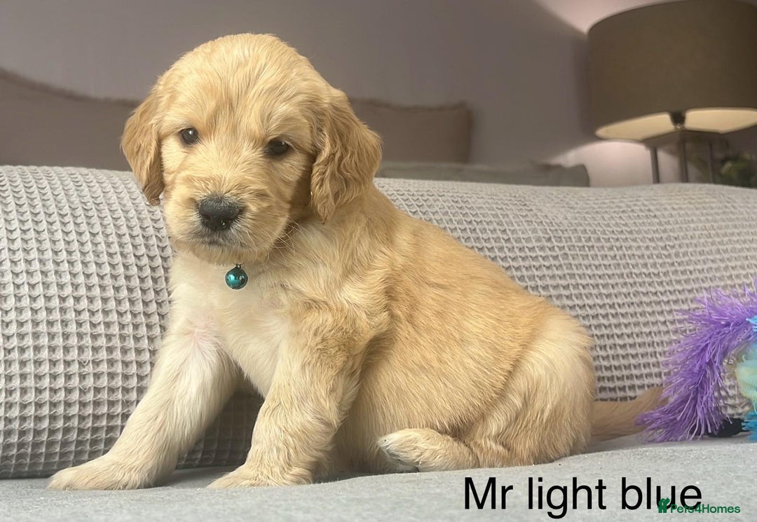 Goldendoodle dogs for sale: These will be stunning adults. Real head turners. - Advert 6