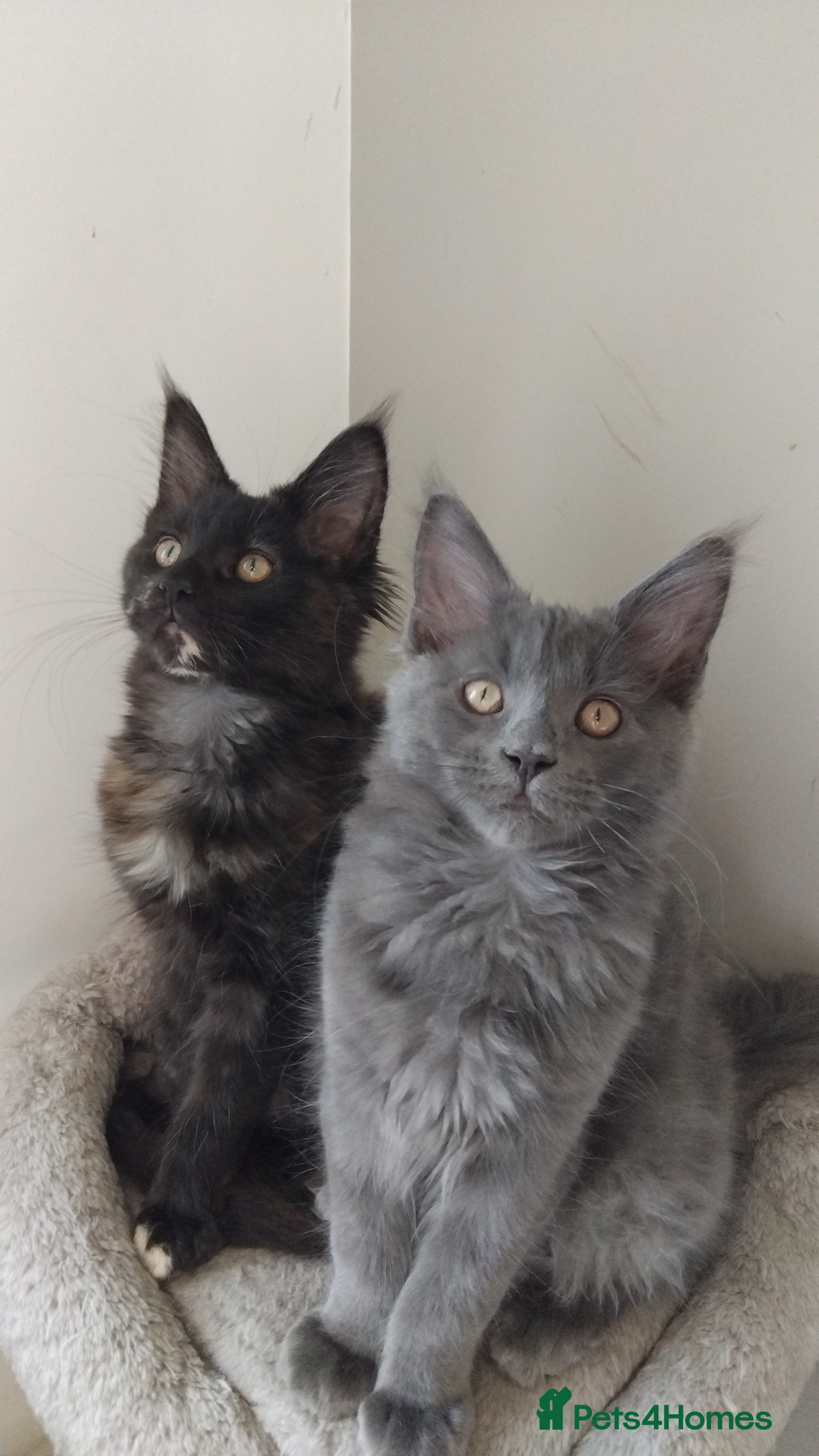 Maine Coon cats Maine coons kittens GCCF registed - Advert 4