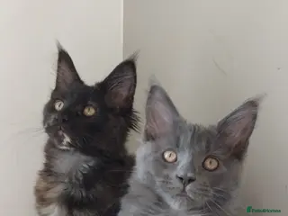 Maine Coon cats Maine coons kittens GCCF registed - Advert 4