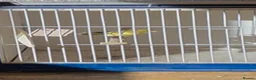 Budgerigars birds for sale: Coming Soon: Hand-Raised & Aviary Baby Birds! 🐦 - Advert 15