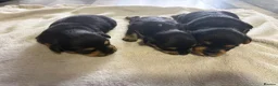 Mixed Breed dogs for sale: Jorkie pups for sale  - Advert 19