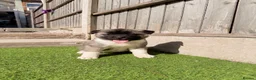 Akita dogs for sale: American Akita puppy’s for sale - Advert 23