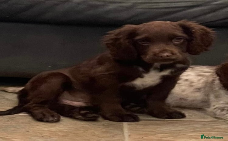 Cocker Spaniel dogs Beautiful Roan cocker spaniel pups  - Advert 2