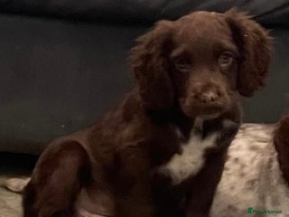 Cocker Spaniel dogs Beautiful Roan cocker spaniel pups - Advert 5