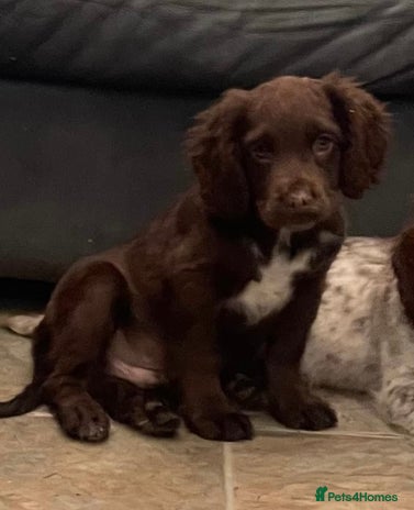 Cocker Spaniel dogs Beautiful Roan cocker spaniel pups - Advert 2