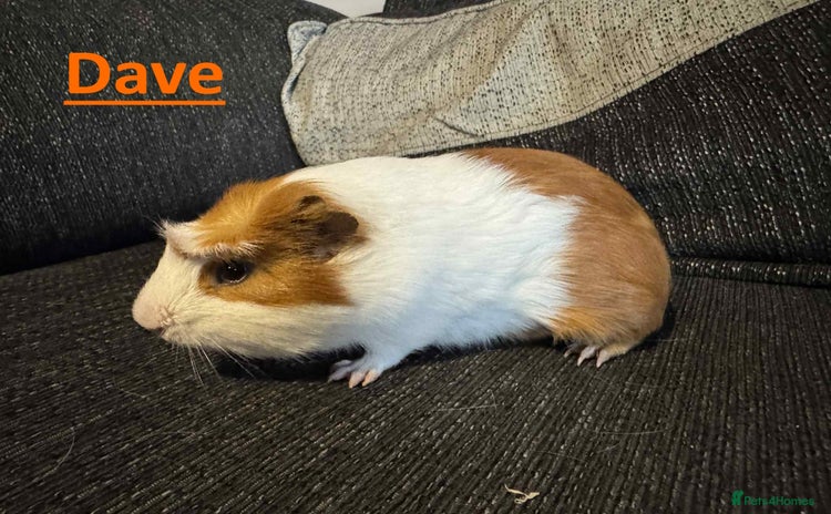 Guinea Pig rodents - Advert 1