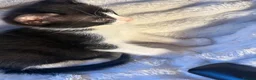 Domestic Shorthair cats for sale: 🐾 Gorgeous Black & White Kittens  - Advert 4