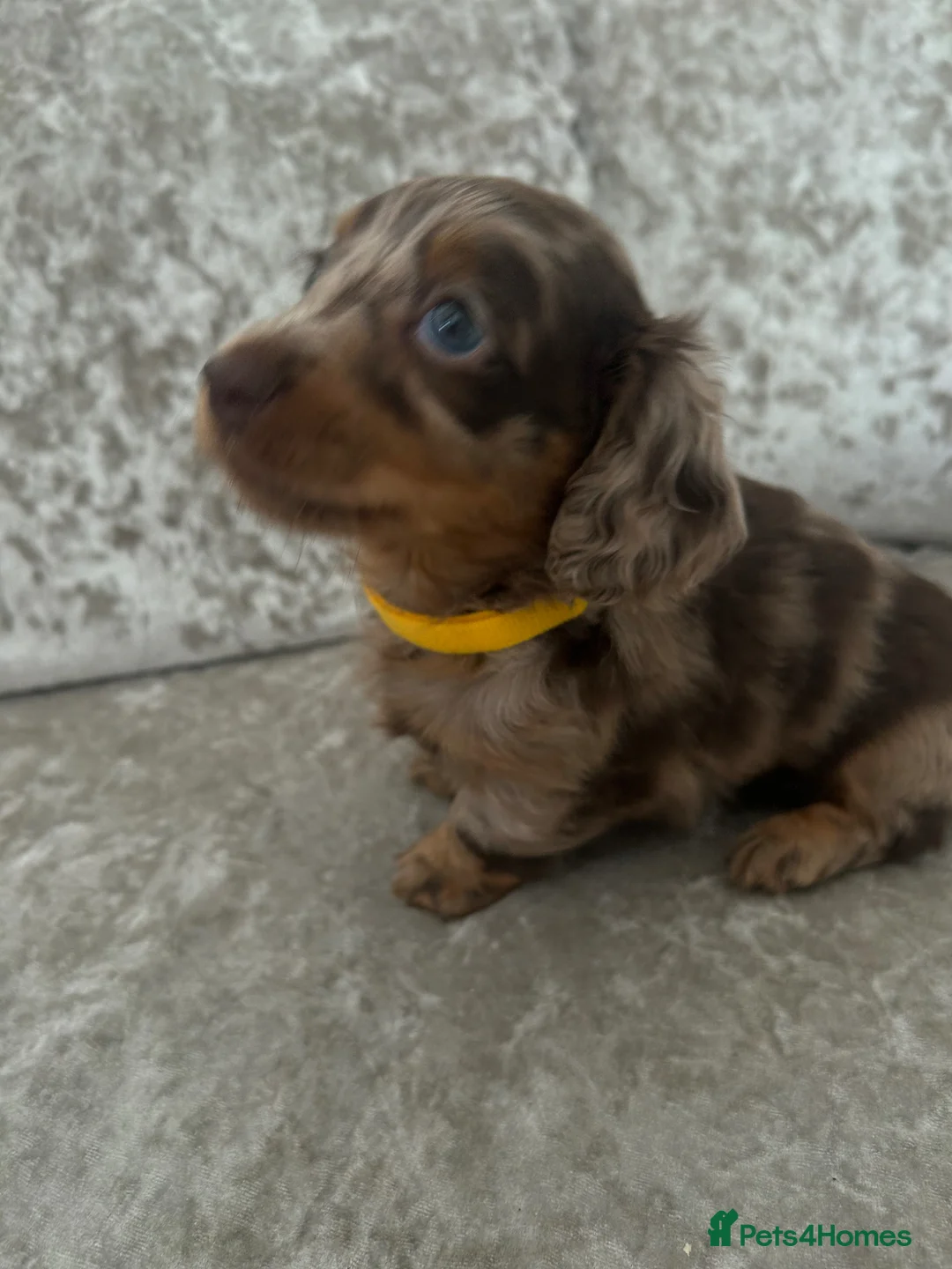 Miniature Dachshund dogs for sale: Long hair miniature dachshund puppies  - Advert 1