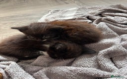 Mixed Breed cats for sale: Two beautiful Bombay/ Mainecoon kittens  - Image 5
