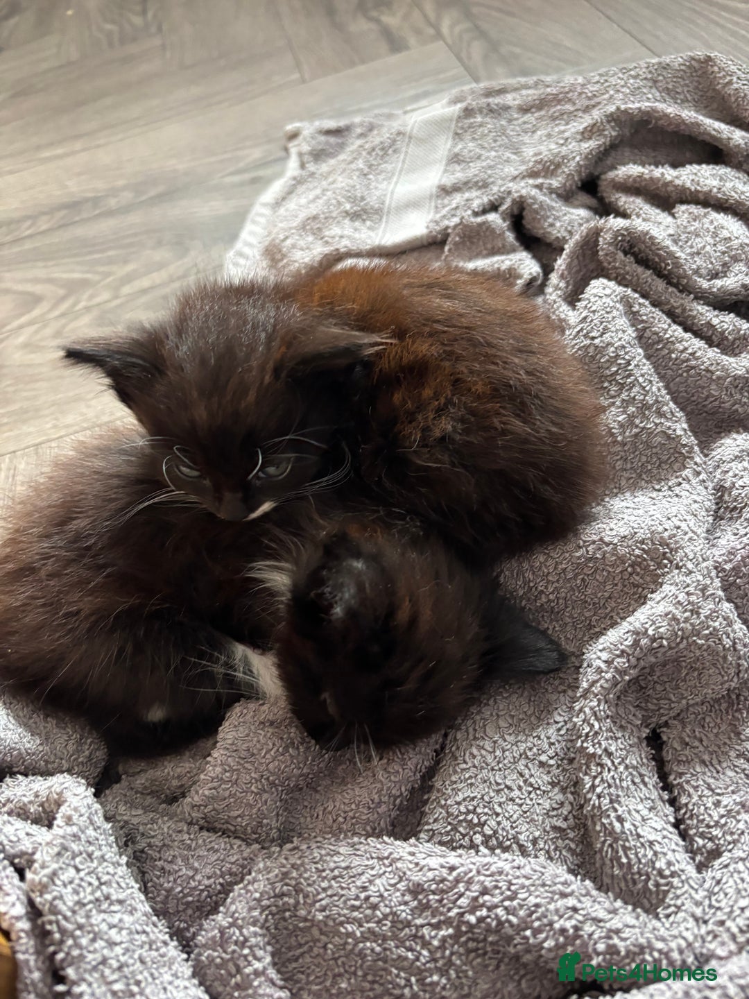 Mixed Breed cats for sale: Two beautiful Bombay/ Mainecoon kittens  - Image 5