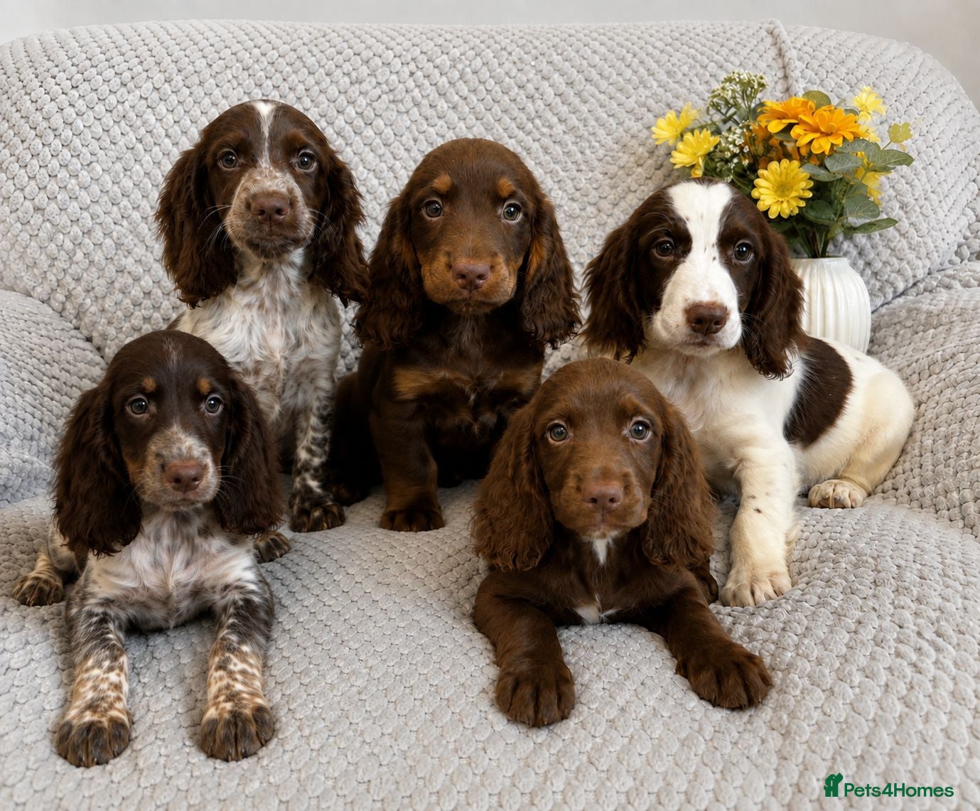 Cocker Spaniel dogs Cocker Spaniel Puppies Fully Vaccinated Ready Now - Advert 5