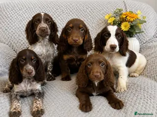 Cocker Spaniel dogs Cocker Spaniel Puppies Fully Vaccinated Ready Now - Advert 5