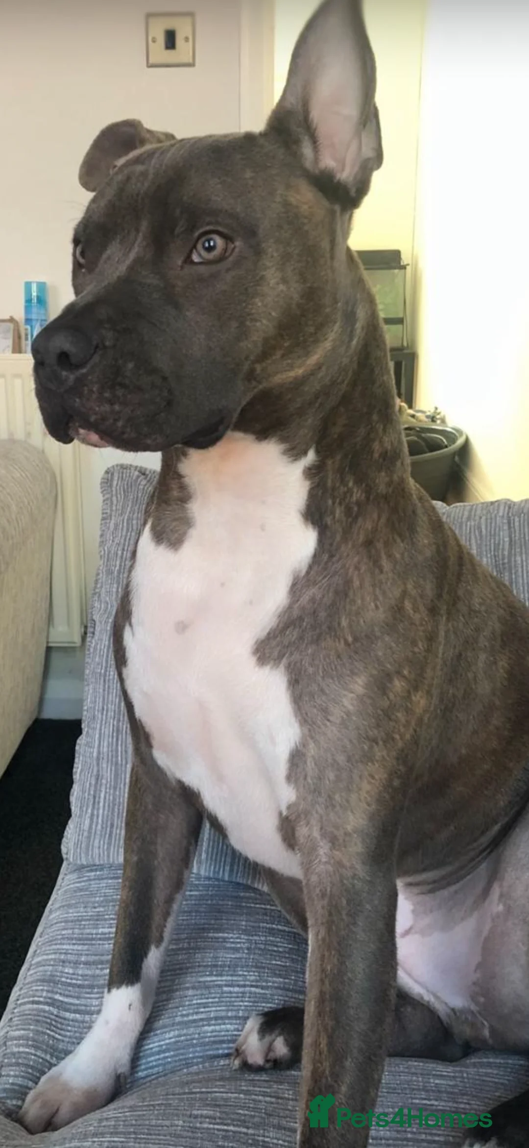 Staffordshire Bull Terrier dogs for sale: Blue brindle staffy boy  - Advert 2
