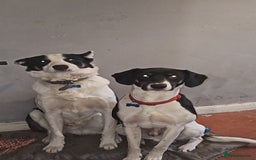 Mixed Breed dogs for sale: Jack and oreo  - Image 3