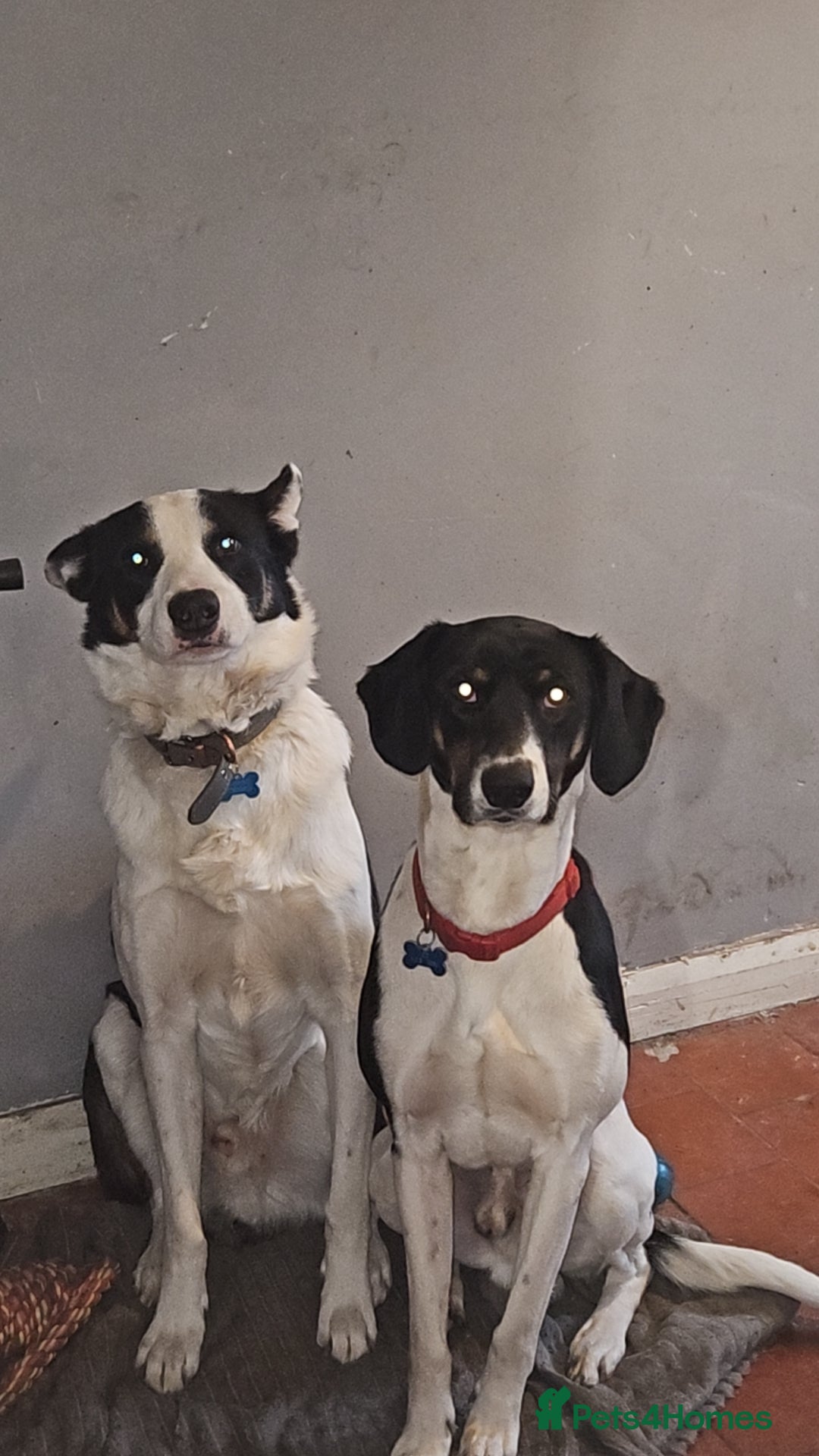 Mixed Breed dogs for sale: Jack and oreo  - Image 3