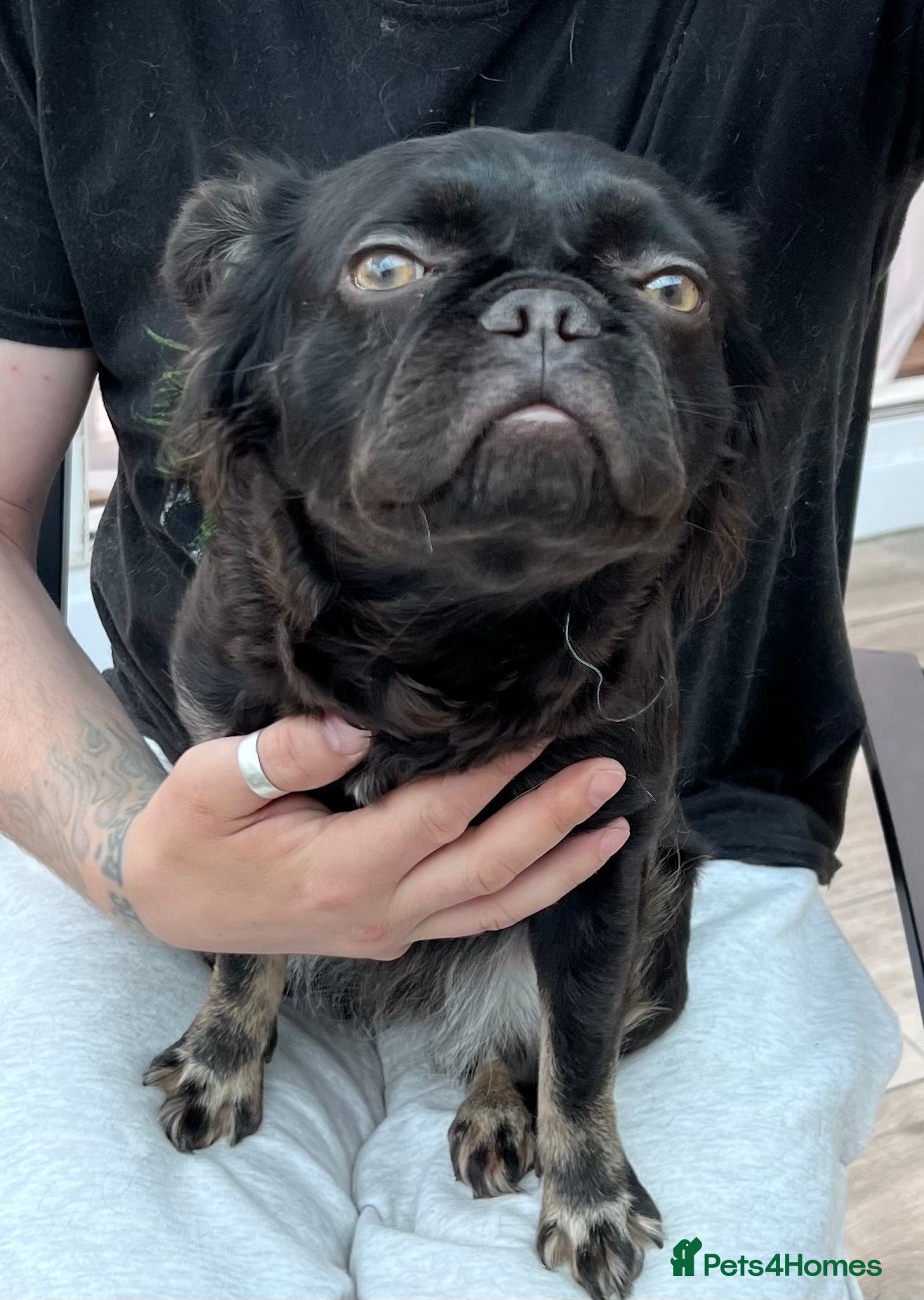 French Bulldog dogs for sale: French bulldog - Advert 2