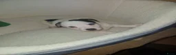 Jack Russell dogs for sale: Beautiful jack Russell puppy’s  - Advert 19