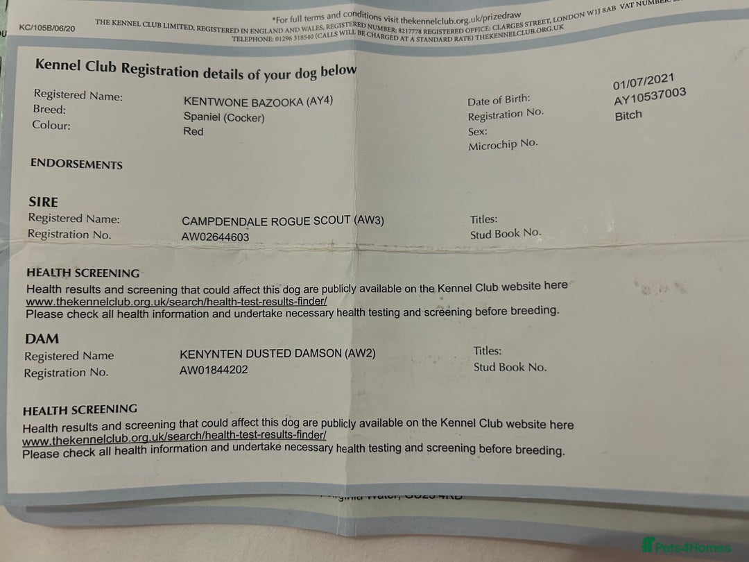 Cocker Spaniel dogs for sale: Kc registered show type cocker spaniels  - Advert 12