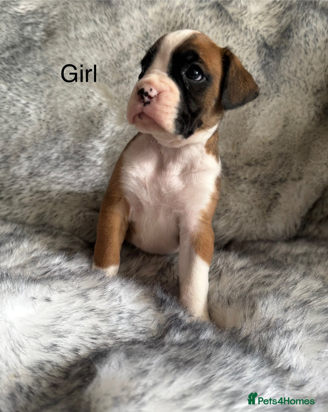 Boxer dogs for sale: Adorable Boxer Puppies - Ready Soon - Image 3
