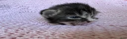 Mixed Breed cats for sale: Beautiful kittens for sale  - Advert 14