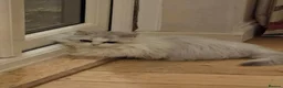 Munchkin cats for sale: 2 munchkin kittens  - Advert 5