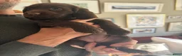Sprocker dogs for sale: Gorgeous Chocolate Cocker Spaniel Puppies in Shrewsbury - Advert 25