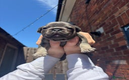French Bulldog dogs for sale: Beautiful chunky frenchies - Image 1