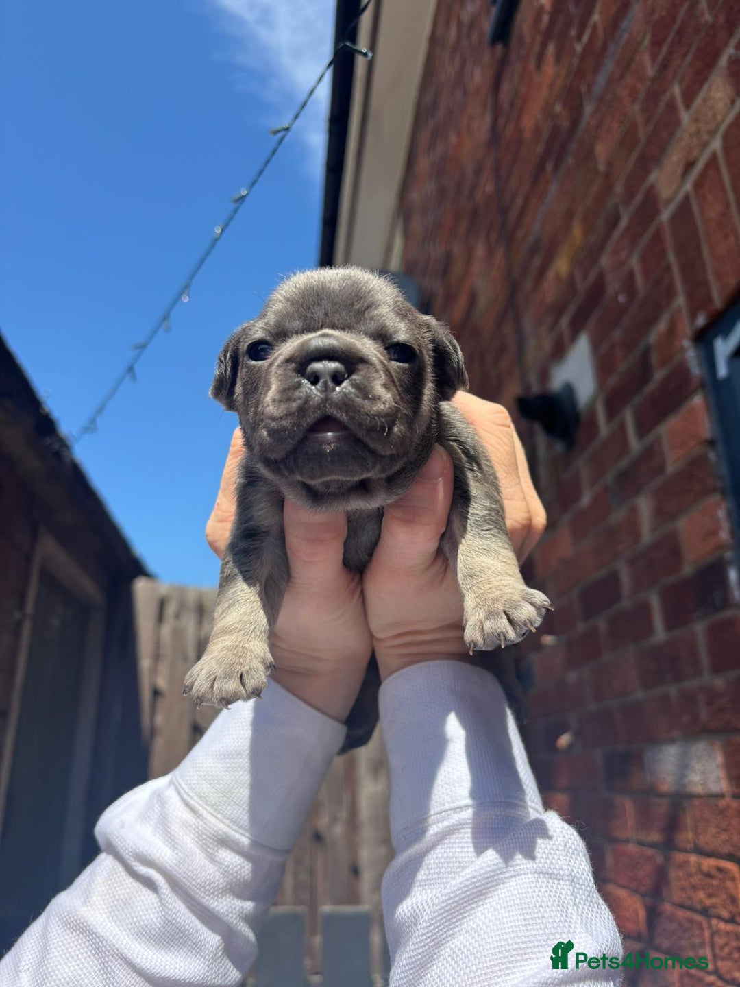 French Bulldog dogs for sale: Beautiful chunky frenchies - Image 1