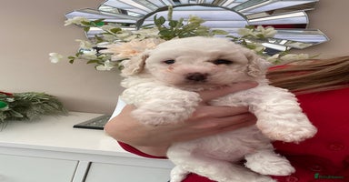 Poochon dogs F2 poochon  - Advert 9