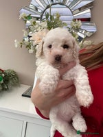 Poochon dogs F2 poochon - Advert 1