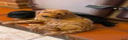 Cockapoo dogs for sale: Just 2 Beautiful Cockapoo Puppies  - Advert 7