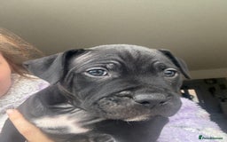 Staffordshire Bull Terrier dogs for sale: 🐾 Beautiful Staffordshire Puppies for Sale 🐾 - Image 16