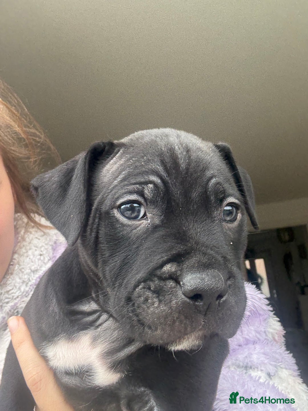 Staffordshire Bull Terrier dogs for sale: 🐾 Beautiful Staffordshire Puppies for Sale 🐾 - Image 16