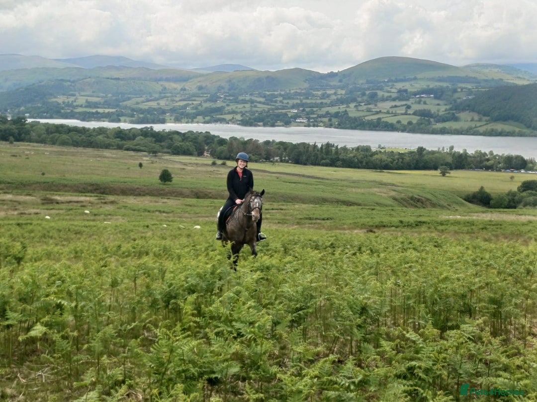 Appaloosa horses for sale: Fantastic allround pony  - Advert 3