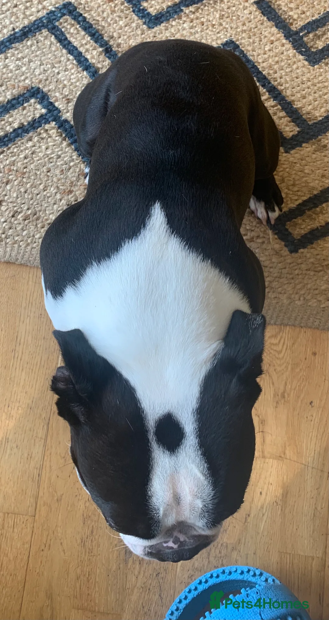 Boston Terrier dogs for stud: Outstanding champion lines in Doncaster - Advert 6