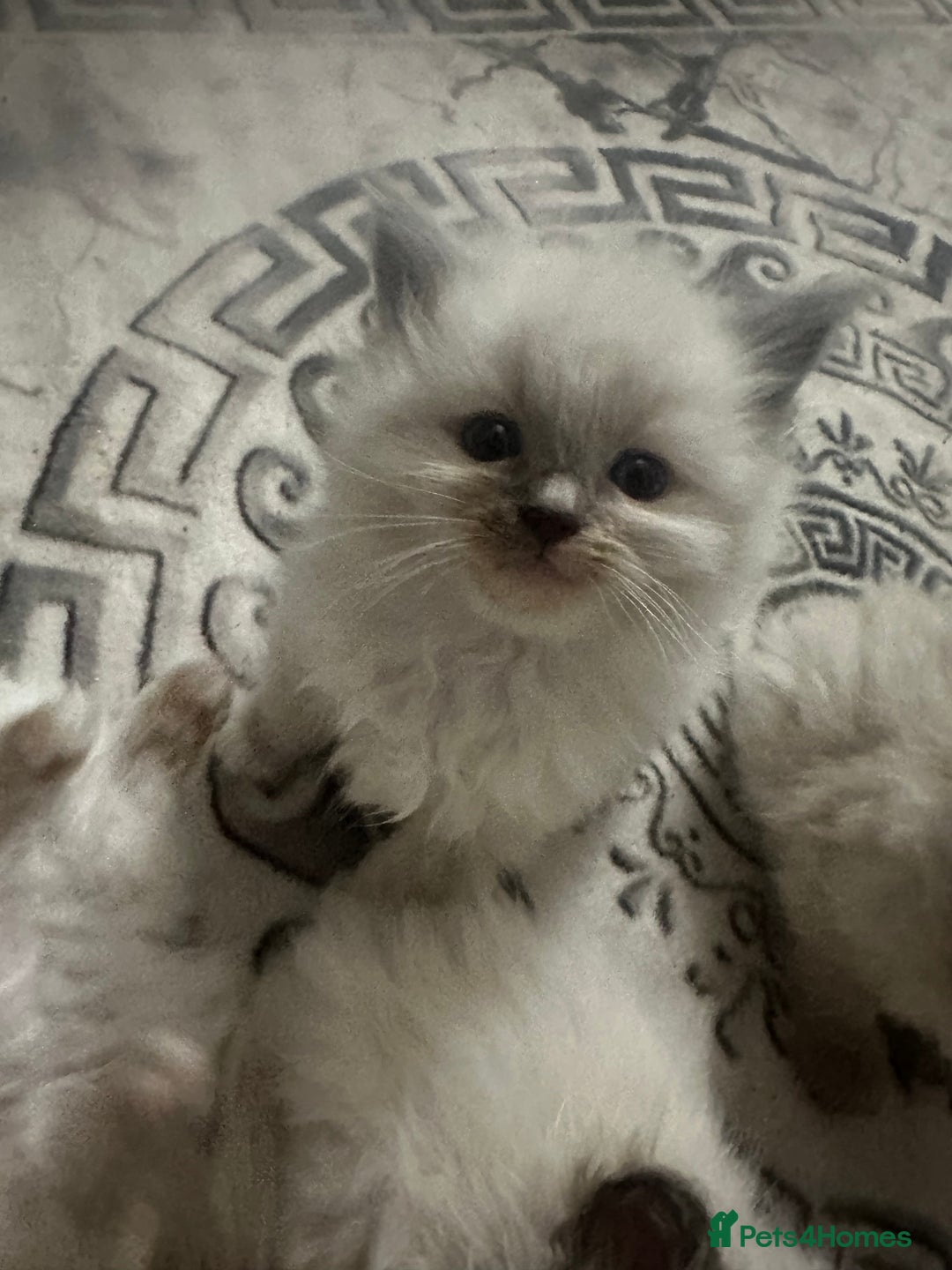 Ragdoll cats for sale: 5 beautiful fluffy blue eye ragdoll kitten  - Image 6