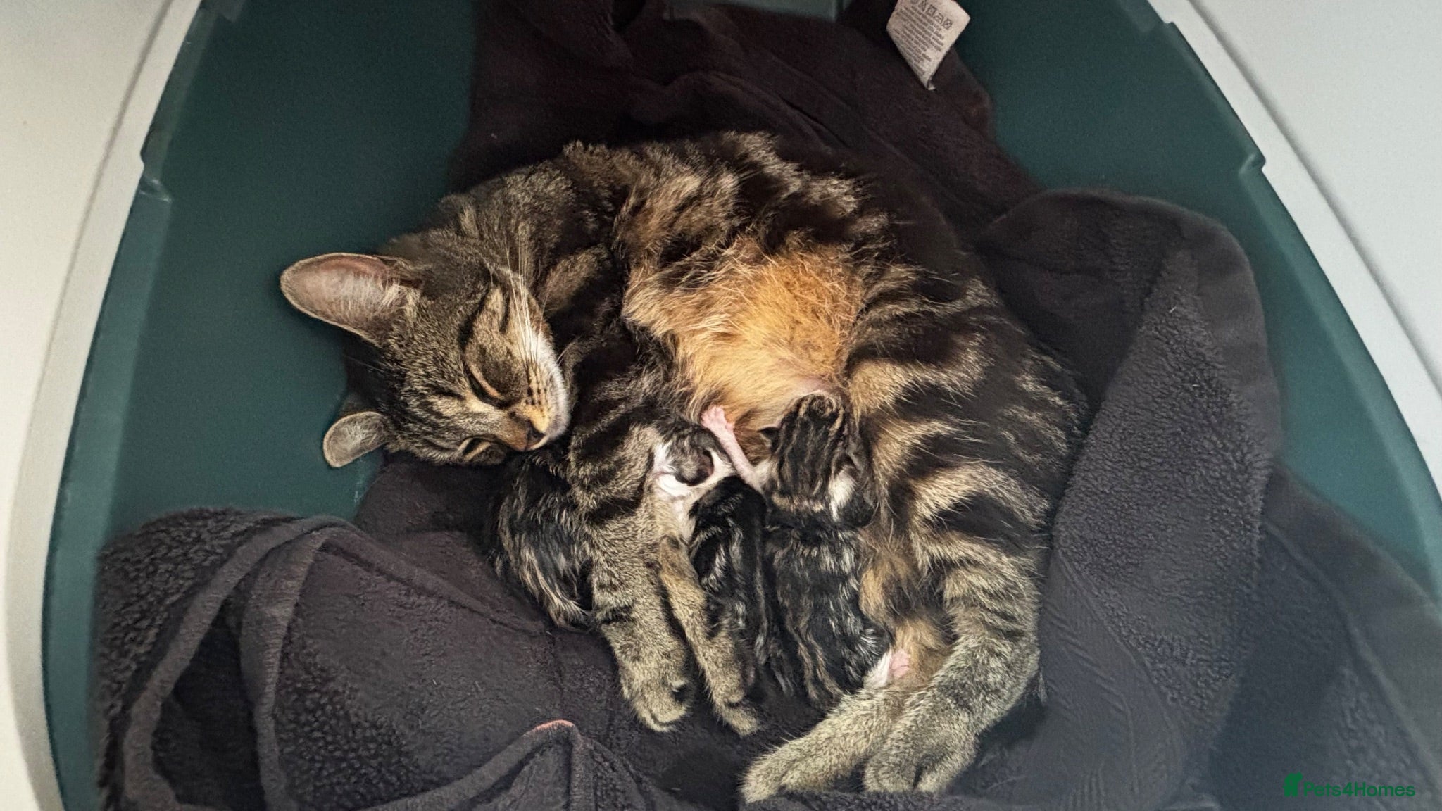 Mixed Breed cats Litter of 5 kittens mackerel  - Advert 1