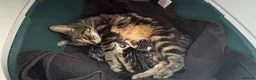 Mixed Breed cats for sale: Litter of 5 kittens mackerel  - Advert 1